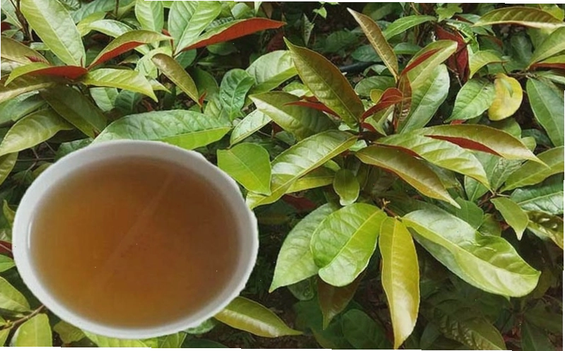 5 cách dùng lá đơn đỏ chữa mề đay hiệu quả an toàn