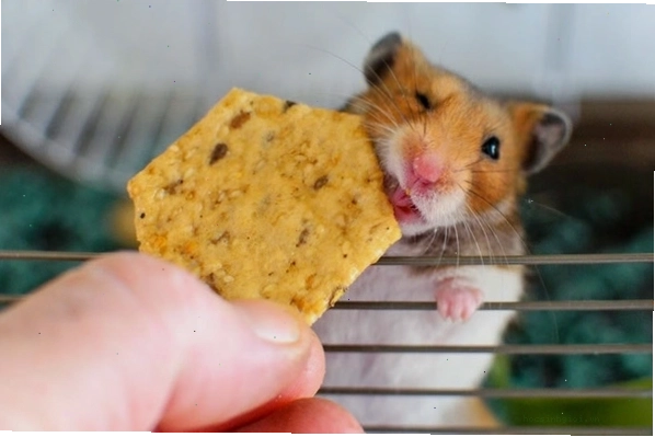 Bổ sung rau củ tươi vào thực đơn hằng ngày của chuột Hamster
