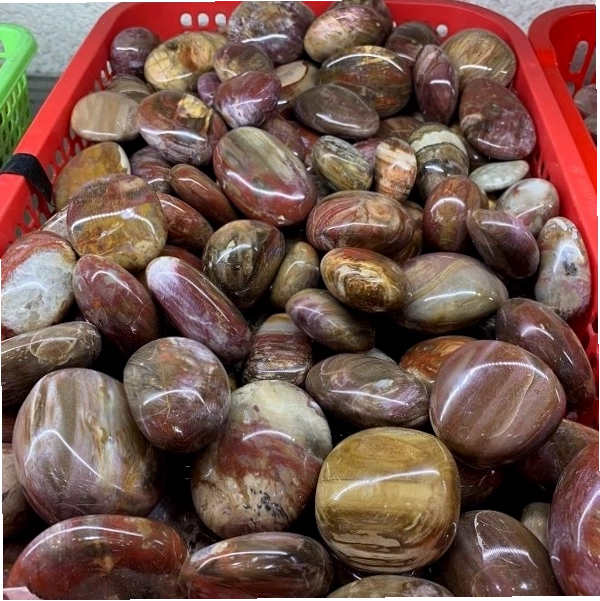 Các khối gỗ hóa thạch được tìm thấy trong các khu vực địa chất cổ