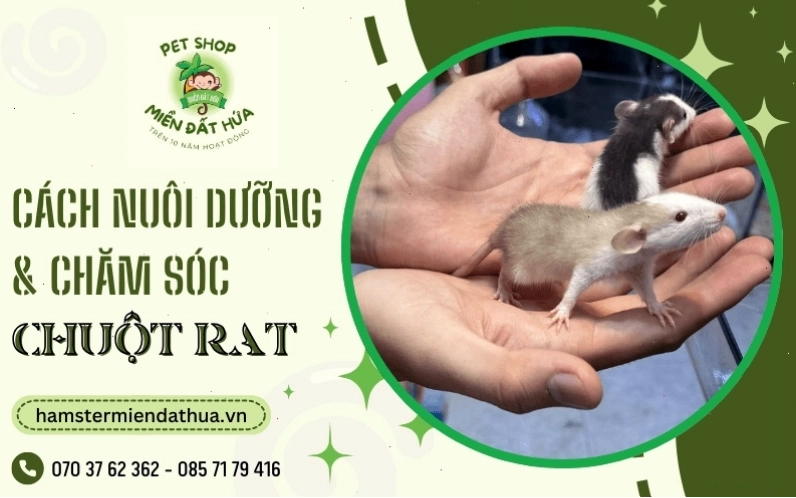 Các mẫu chuồng nuôi chuột Hamster thiết kế đẹp và tiện dụng