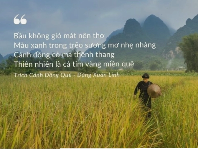 Cận cảnh một bông hoa hướng dương rực rỡ dưới nắng