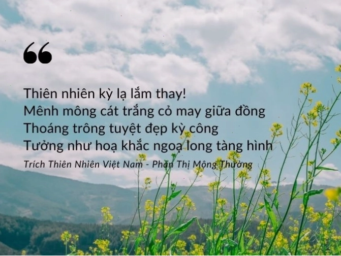 Cận cảnh những bông hoa dại khoe sắc ven đường