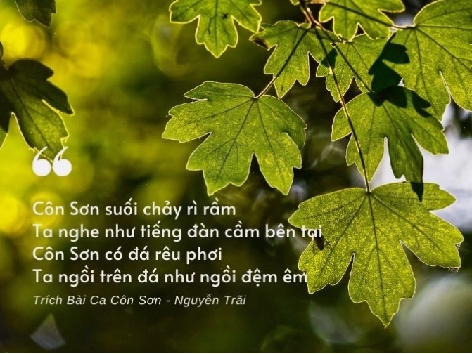 Cánh đồng lúa vàng ươm dưới ánh nắng ban mai