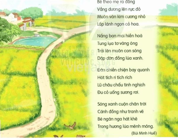 Cánh đồng lúa xanh mướt trải dài dưới ánh nắng