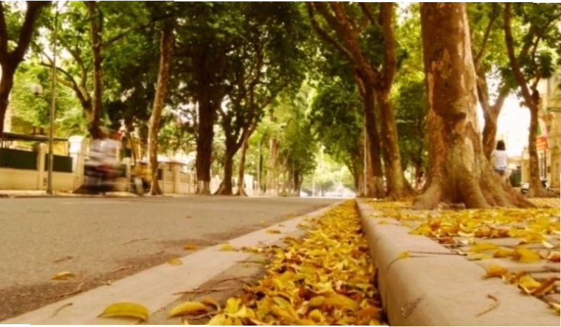 Cặp đôi dạo bước trên con đường lá vàng mùa thu