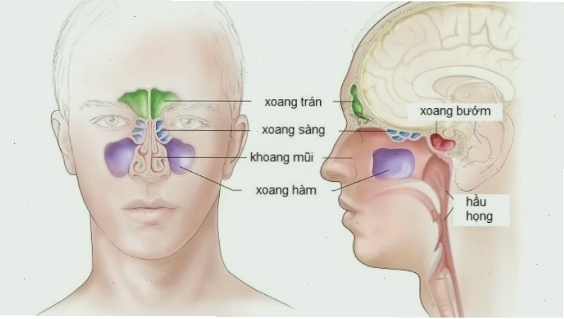Cấu tạo xoang cạnh mũi giúp làm ẩm không khí và bảo vệ cơ thể