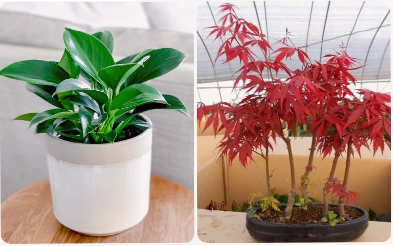 Cây Đế Vương Xanh và Cây Phong Lá Đỏ hợp tuổi Mậu Ngọ