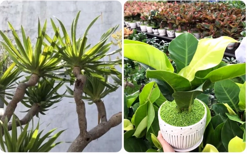 Cây Phát Tài Núi và Trầu Bà Đế Vương Vàng hợp tuổi Mậu Ngọ