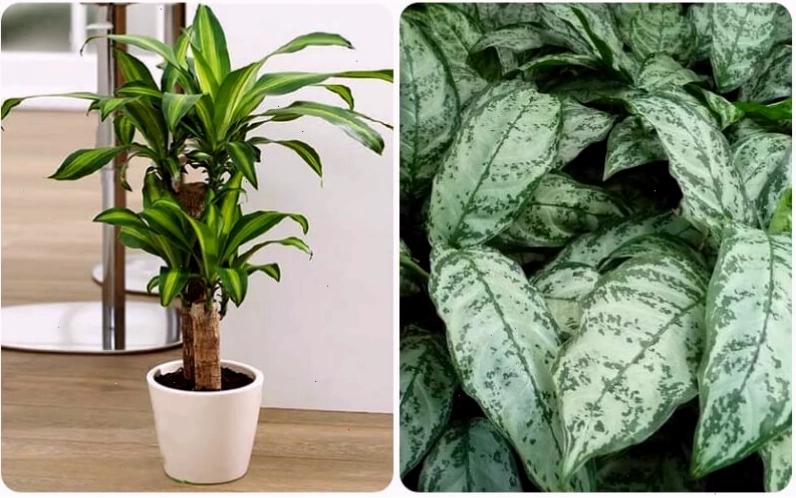 Cây Thiết Mộc Lan và Cây Huyết Dụ tốt cho phong thủy