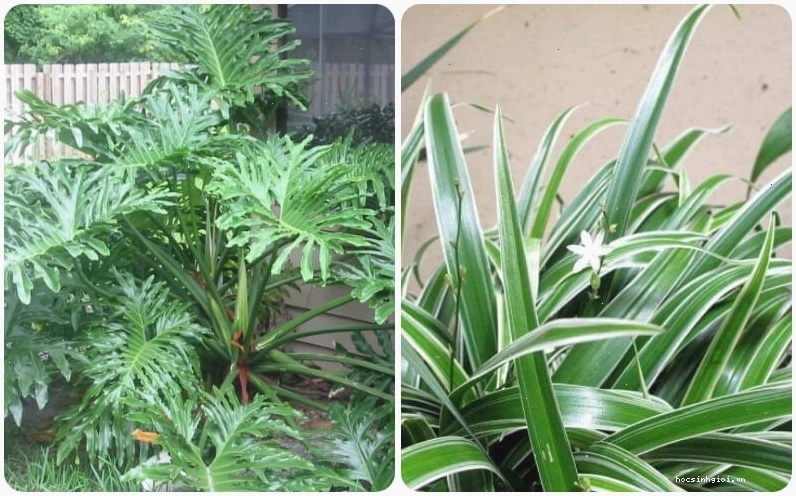 Cây Trầu Bà Tay Phật và Cây Lan Chỉ hợp tuổi Mậu Ngọ