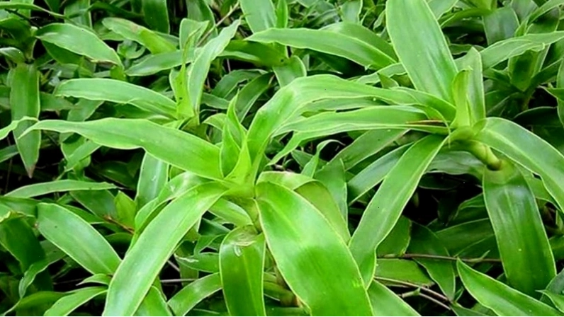 Chữa bệnh trĩ bằng cây lược vàng