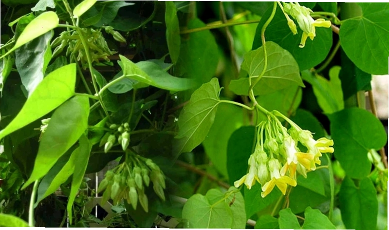 Chữa bệnh trĩ bằng cây thiên lý