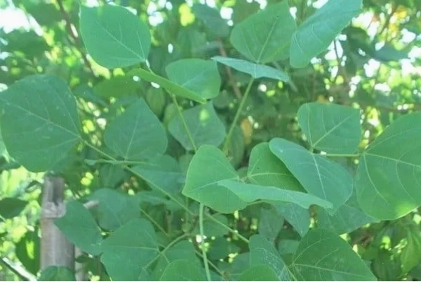 Chữa bệnh trĩ bằng lá vông