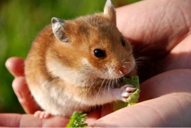 Chuột Hamster đang thưởng thức các loại hạt khô giàu dinh dưỡng