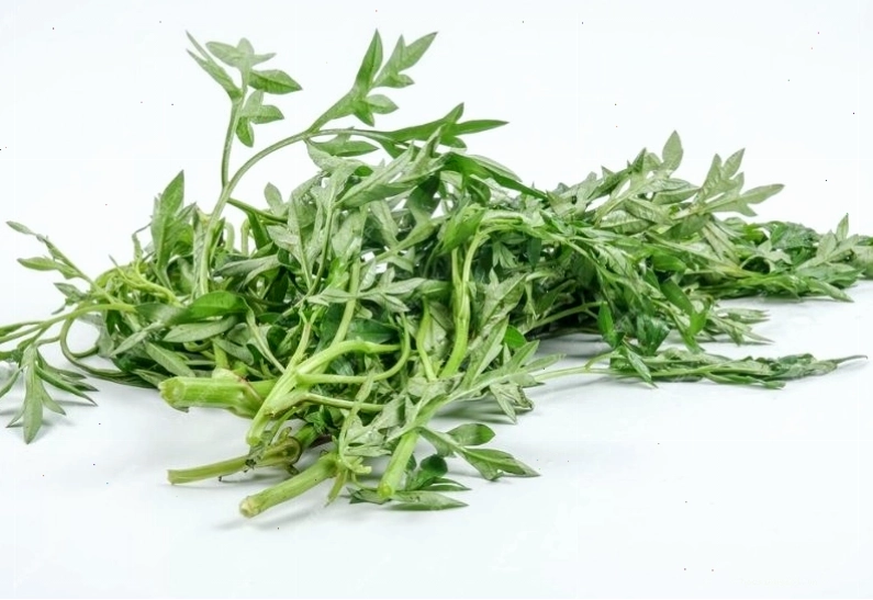 Đắp lá ngải cứu là một mẹo dân gian chữa tràn dịch khớp cổ tay