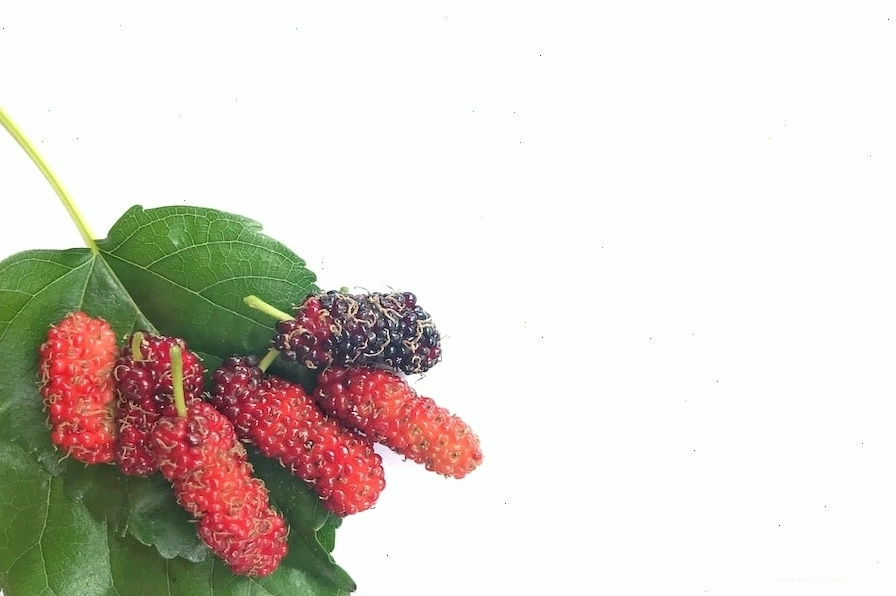 Đặt cành dâu tằm ở giường là cách giúp bé ngủ ngon