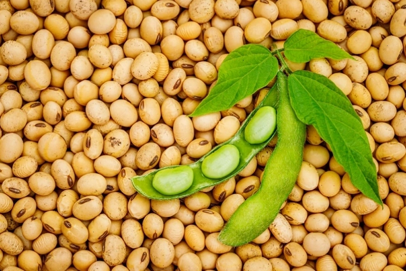 Đậu nành chứa phytoestrogen có lợi cho sự phát triển của vòng 1