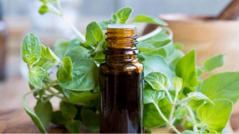 Dầu oregano có tác dụng ức chế sự phát triển của nấm gây bệnh