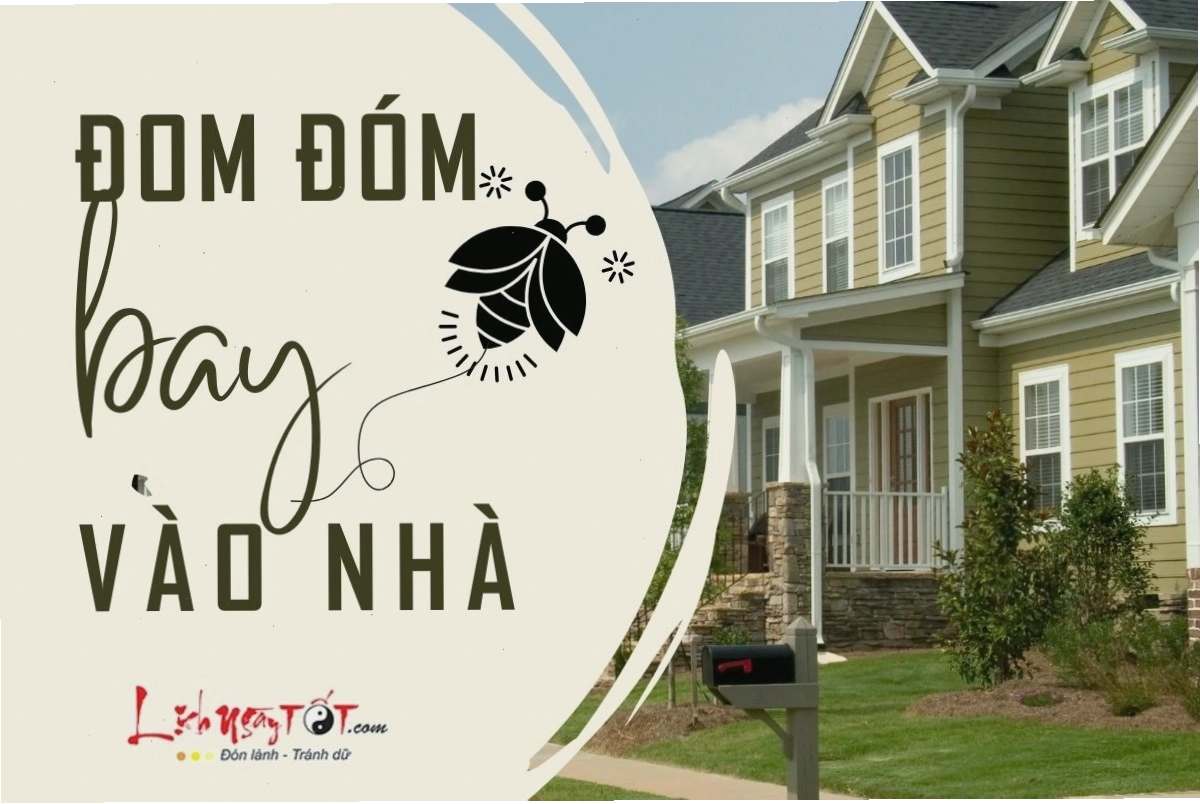 Đom đóm bay vào nhà vào ban đêm mang theo ý nghĩa tốt lành