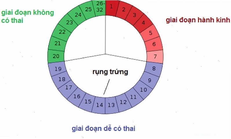Dựa vào hình bạn có thể xác định được thời gian hành kinh và thời gian rụng trứng trong chu kỳ