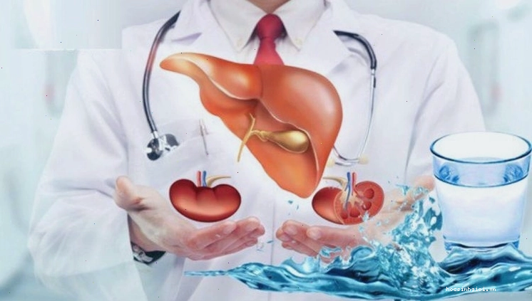 Gan và thận có nhiệm vụ lọc máu, giúp loại bỏ các chất thải từ máu