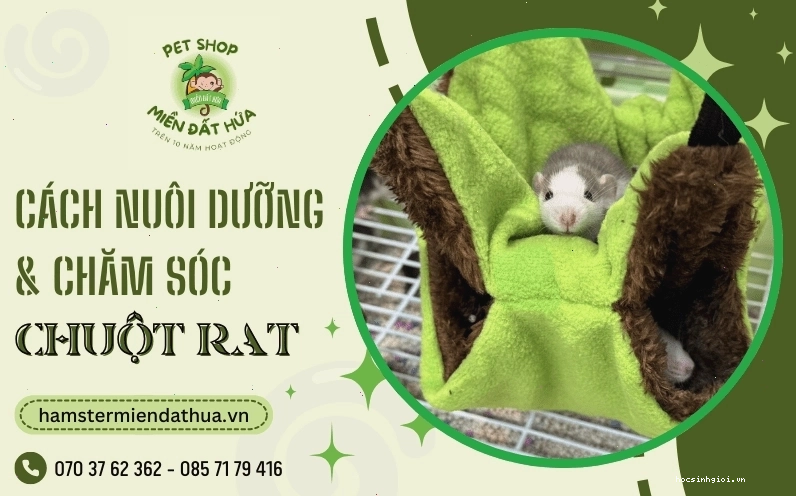 Hình ảnh thực tế về cách bố trí thức ăn trong chuồng Hamster