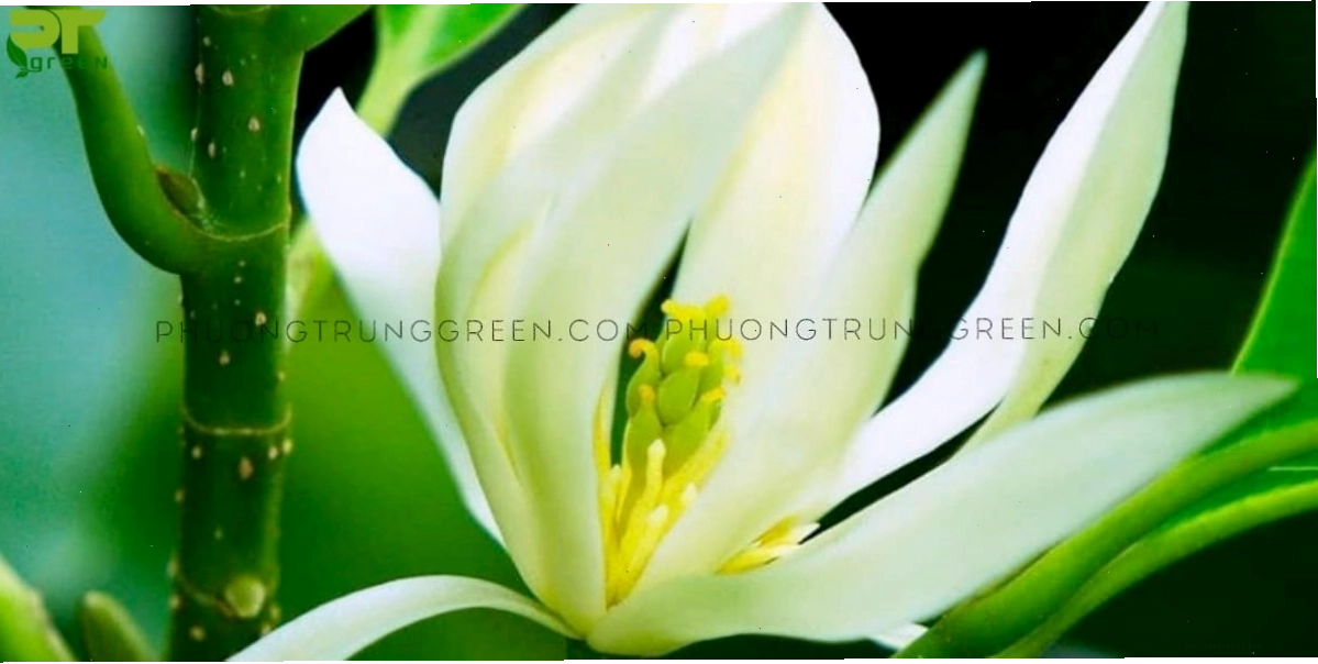 Hoa ngọc lan với hương thơm nồng nàn
