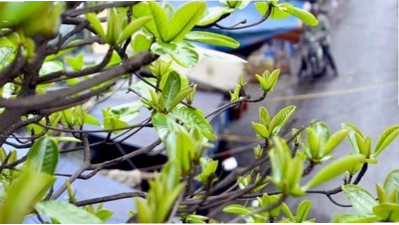 Lá bằng non hiệu quả trong điều trị sâu răng, viêm lợi