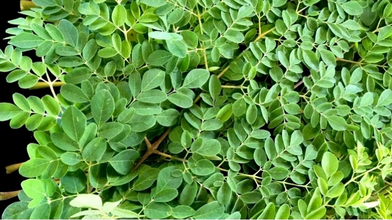 Lá chùm ngây chứa hoạt chất chống oxy hóa giúp kháng khuẩn và tiêu viêm