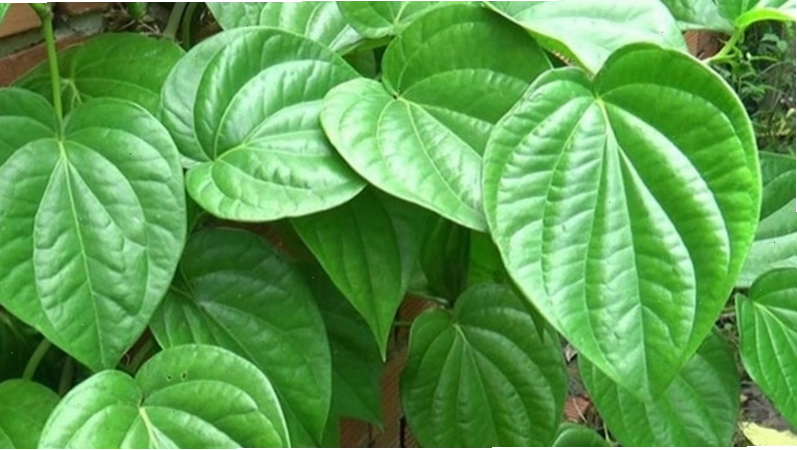 Lá tắm trị ngứa cho bà bầu