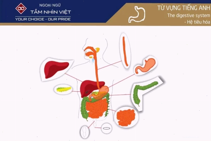 Minh họa quá trình tiêu hóa thức ăn trong cơ thể