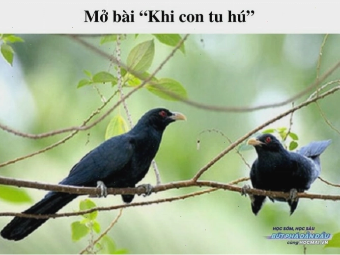 Mở bài và phân tích bài thơ Khi con tu hú