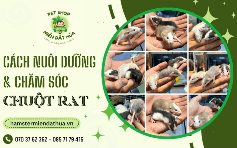 Mô hình nuôi dưỡng chuột Hamster hiện đại và an toàn