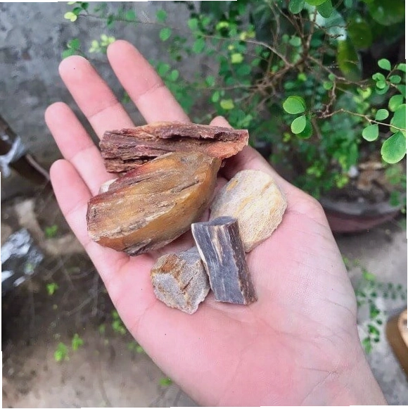 Quá trình gỗ hóa thạch diễn ra dưới lòng đất