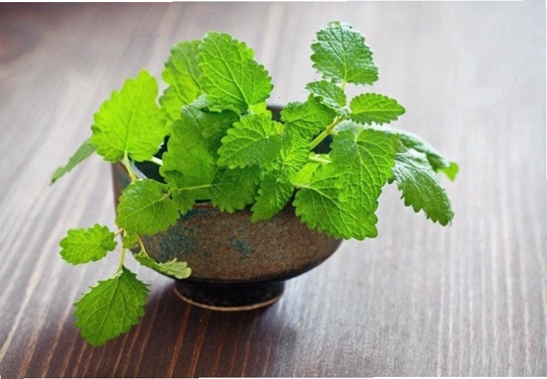 Rau húng chanh giúp trị hôi miệng hiệu quả