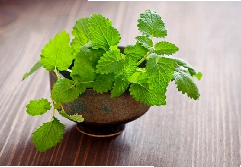 Rau húng chanh là mẹo trị hôi miệng tự nhiên hiệu quả