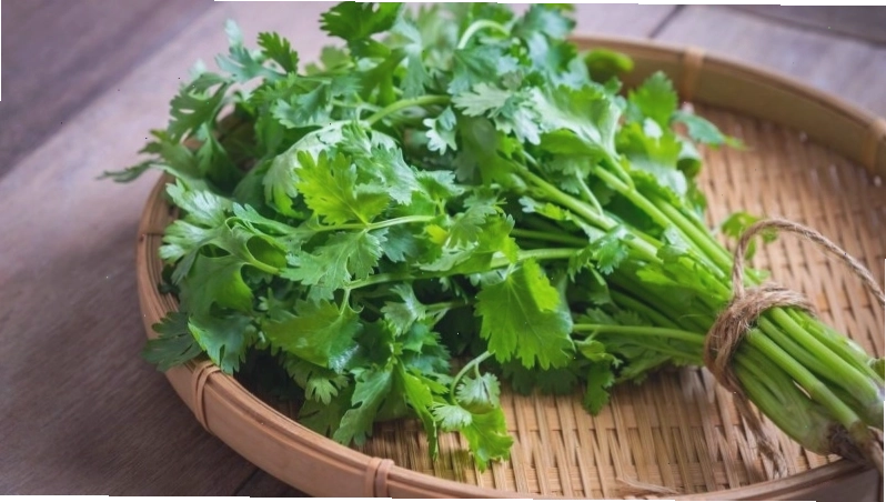 Rau mùi có đặc tính kháng viêm và tiêu sưng