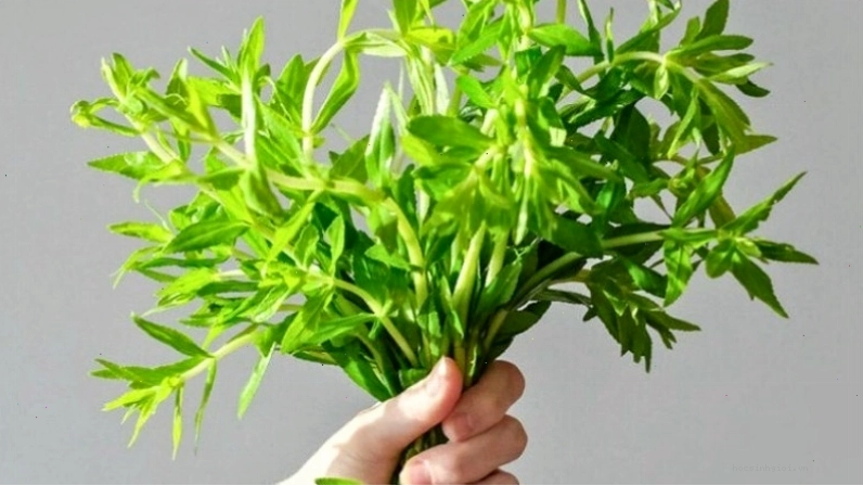 Rau ngổ được dùng để chữa sỏi thận, sỏi túi mật