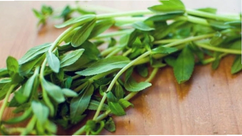 Rau ngổ là loại cây thân thảo mọng nước, là một vị thuốc tự nhiên an toàn