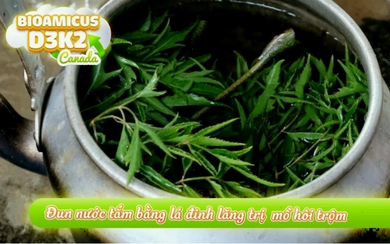 Tắm lá đinh lăng giúp trị mồ hôi trộm