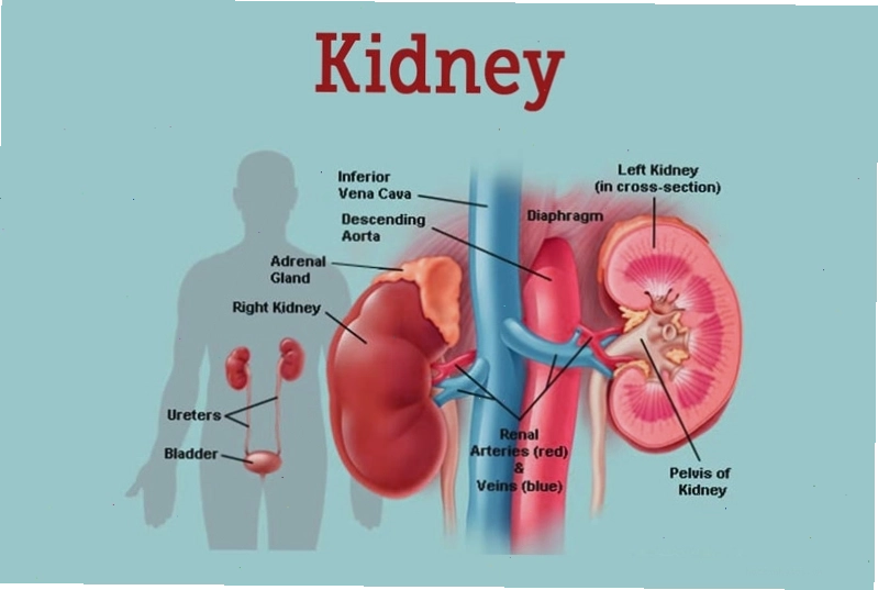 Thuốc đạm thận hỗ trợ điều trị bệnh lý liên quan đến thận