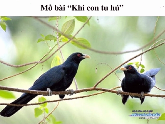 Tiếng chim tu hú gọi bầy báo hiệu mùa hè