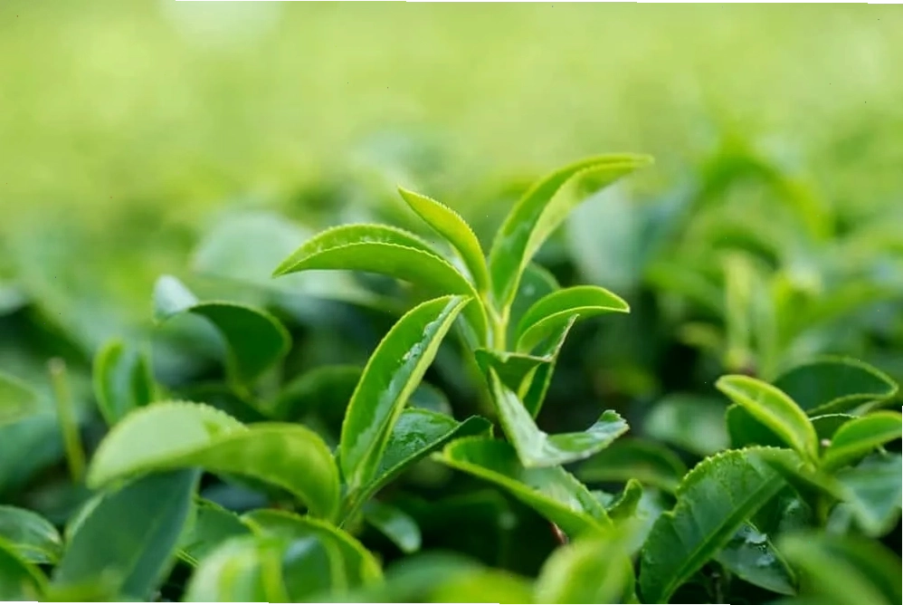Trị chàm sữa bằng lá trà xanh