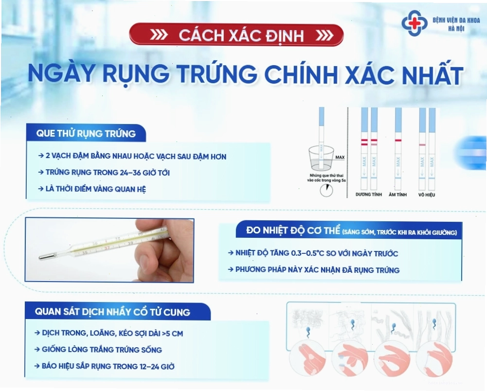 Xác định ngày rụng trứng