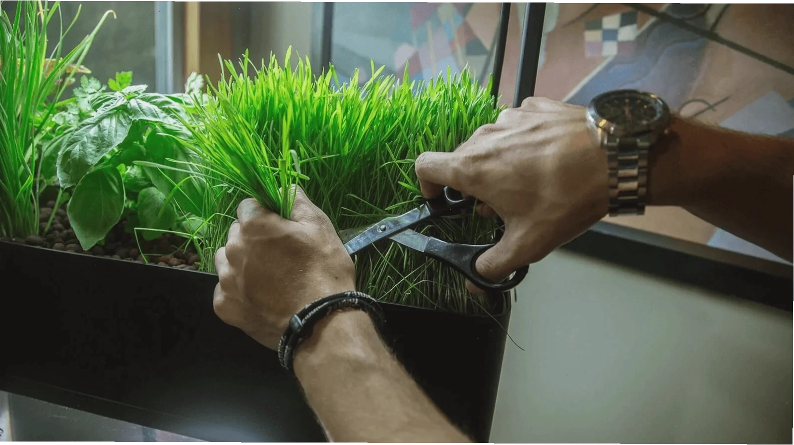 aquaponics for small pet fish tanks