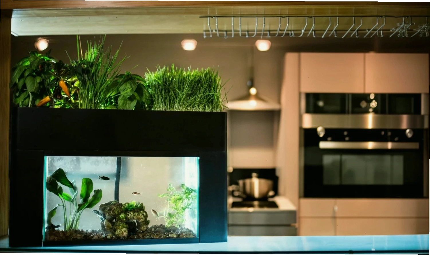 aquaponics for small pet fish tanks