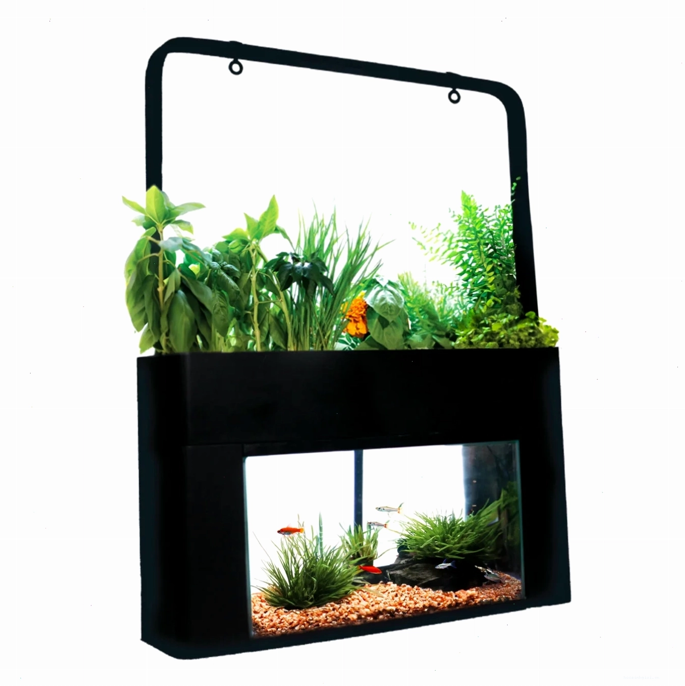 aquaponics for small pet fish tanks