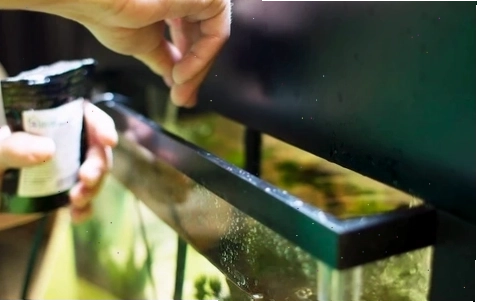 aquaponics for small pet fish tanks
