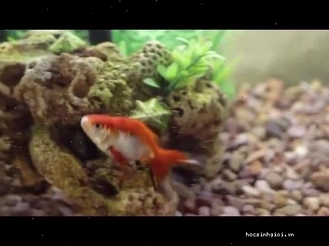 aquaponics for small pet fish tanks