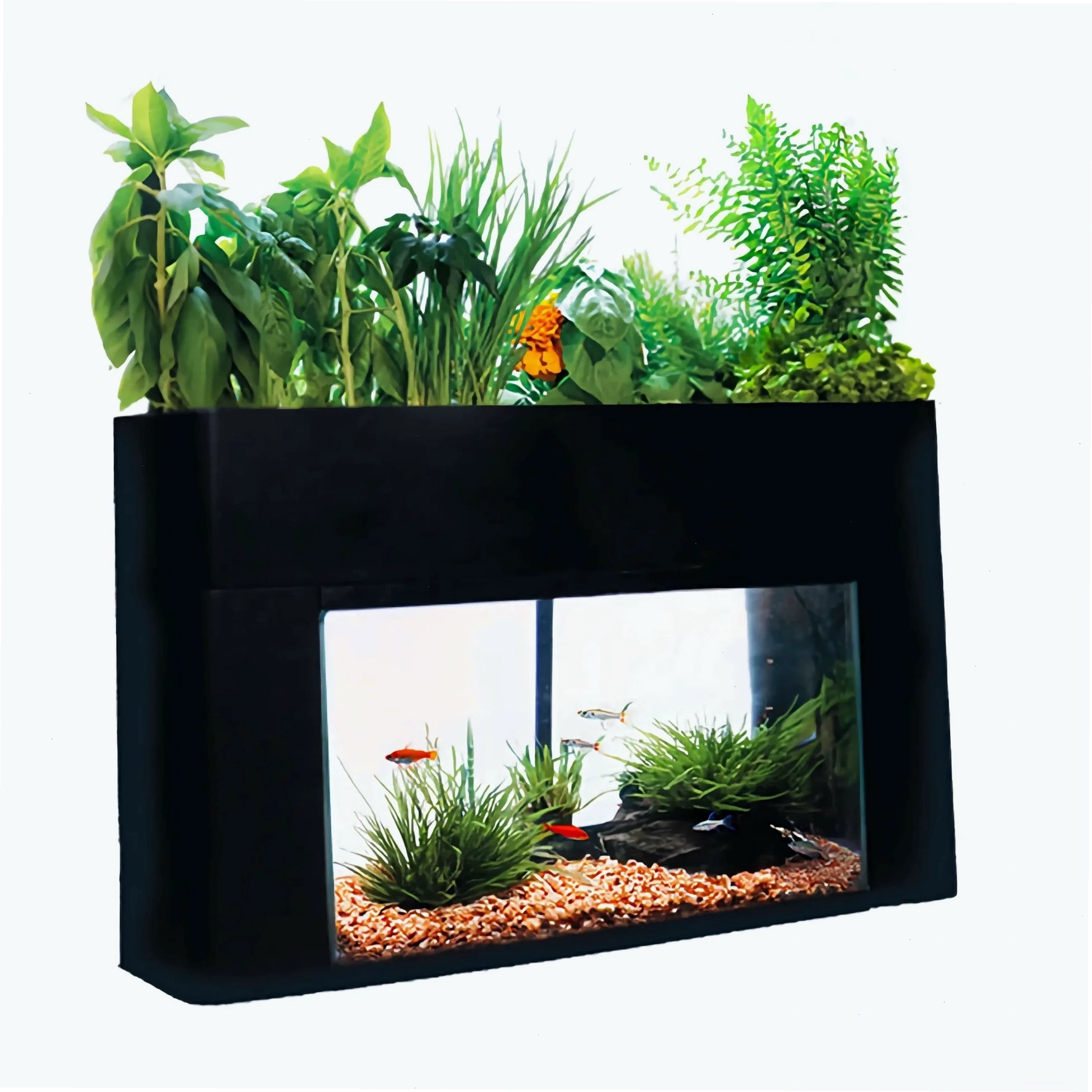 Black aquaponics aquarium kit with green plants and fish on a white background